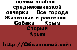 щенки алабая ( среднекавказкой овчарки) - Все города Животные и растения » Собаки   . Крым,Старый Крым